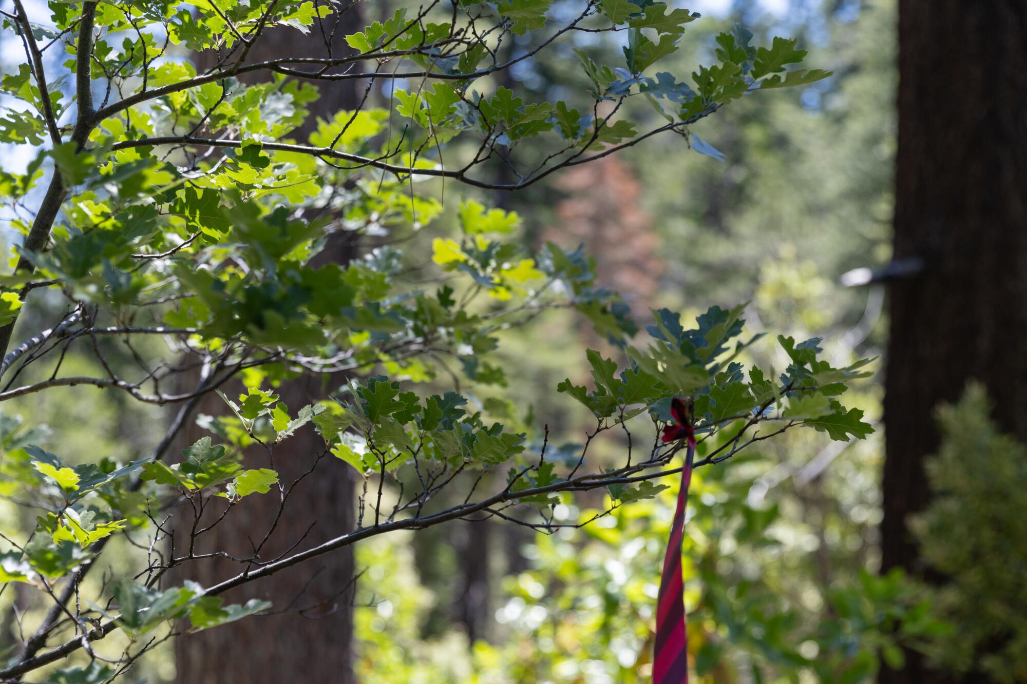A flag marks a Konkow Valley Band of Maidu cultural site.