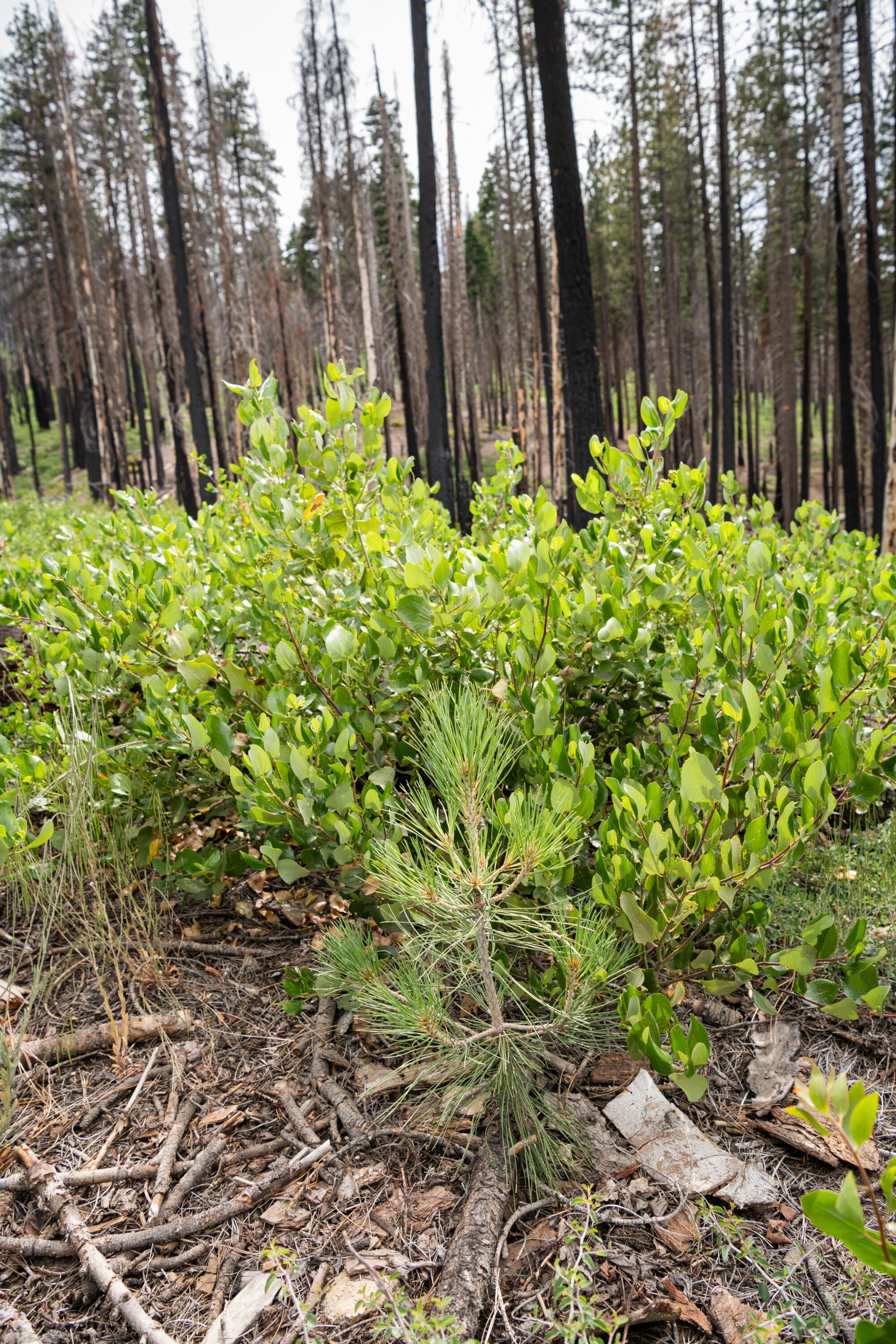 One of the many baby conifers and pine trees growing amongst the shrubs.