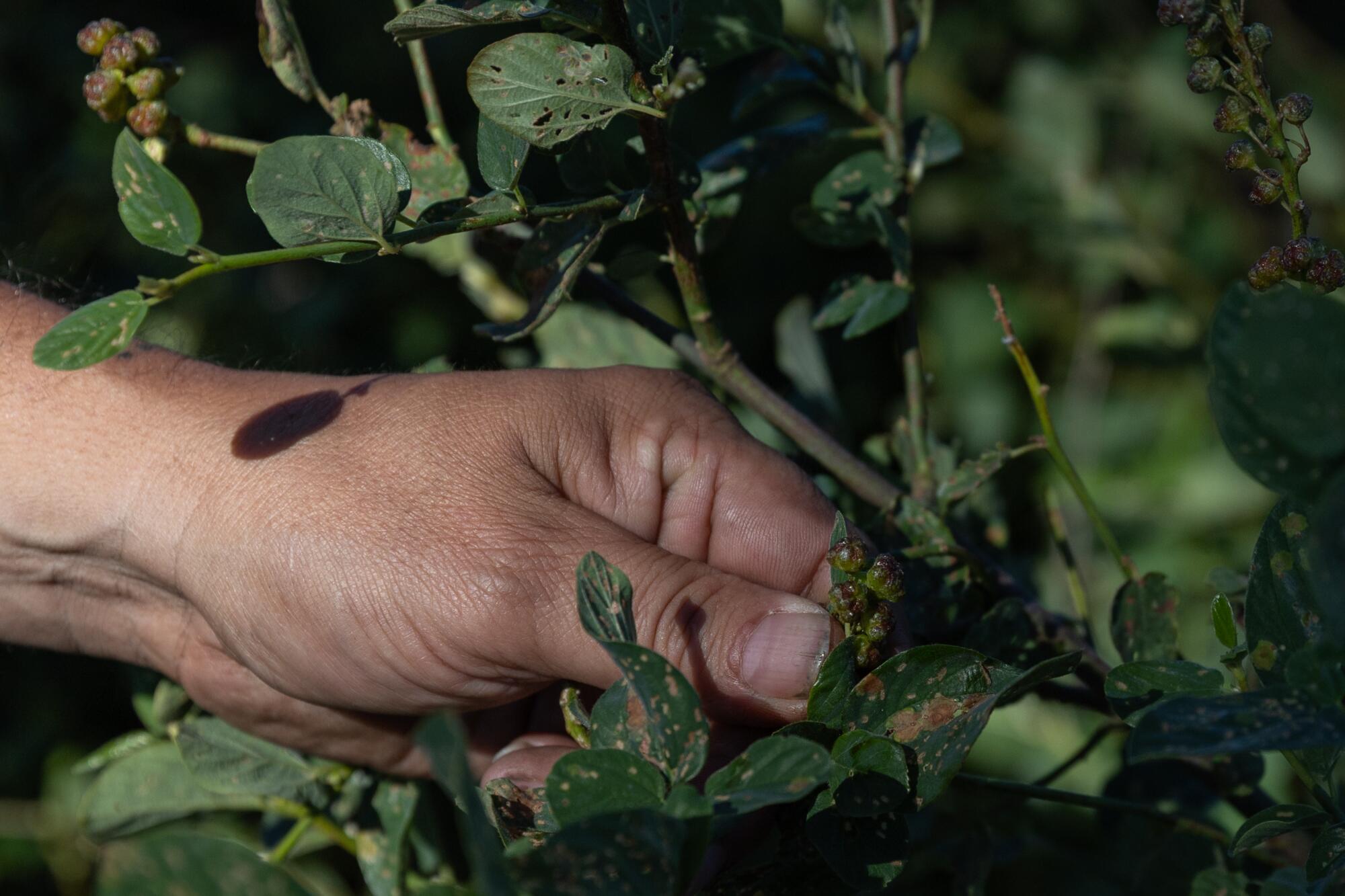 Close-up of a left hand in a pinch grip near a plant