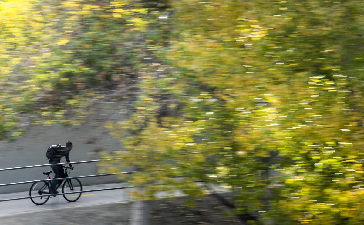 A bicyclist rides past fall colors on the Santa Clara River Trail in Santa Clarita.