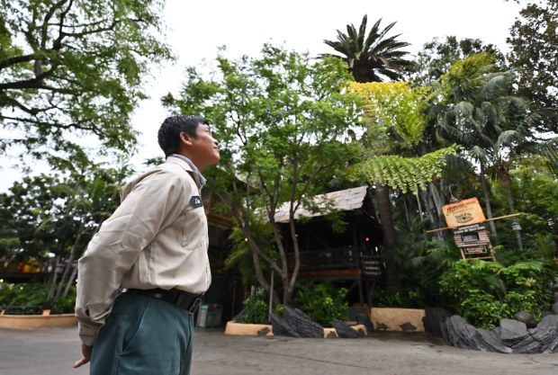 Arborist John Nguyen looks towards the Dominguez Palm next to Jungle Cruise in Frontierland at Disneyland in Anaheim on Thursday, June 25, 2026. The palm, designated a "Hero Tree", is named after the Dominguez family that owned a 10-acre orange grove that Walt Disney bought in 1954 as he was assembling land to build Disneyland. (Photo by Jeff Gritchen, Orange County Register/SCNG)