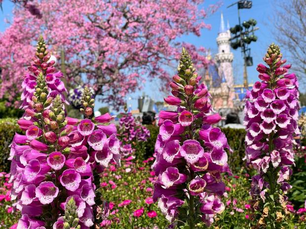Foxglove grows in The Hub and the top of Main Street, U.S.A. near Sleeping Beauty Castle at Disneyland in Anaheim, CA, on Wednesday, March 16, 2022. (Photo by Jeff Gritchen, Orange County Register/SCNG)