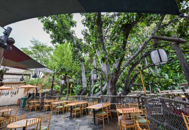 A Lagos Rubber Tree stands along the banks of Jungle Cruise on the edge of the Tropical Hideaway patio in Frontierland at Disneyland in Anaheim on Thursday, June 25, 2026. It was planted in the early 1960s for the opening of the Tahitian Terrace that eventually became Aladdin's Oasis and then Tropical Hideaway. (Photo by Jeff Gritchen, Orange County Register/SCNG)