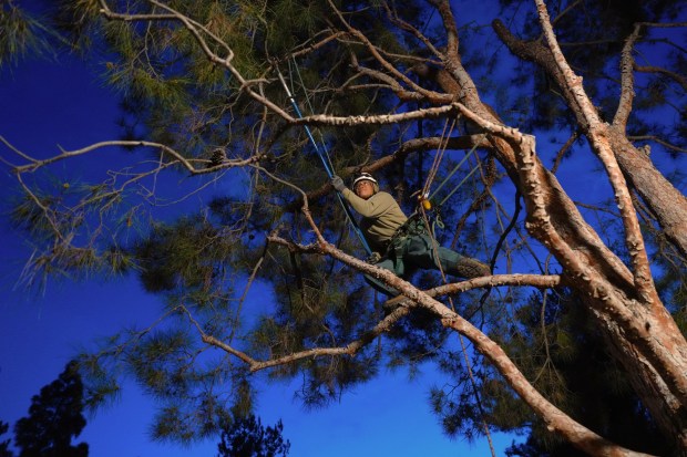 Disneyland arborist John Nguyen and the park's horticulture team work mostly at night with the aid of bright LED lights. (Courtesy of Disneyland)