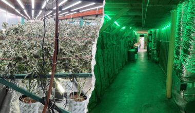 California seizes $104M in illegal cannabis in organized crime bust