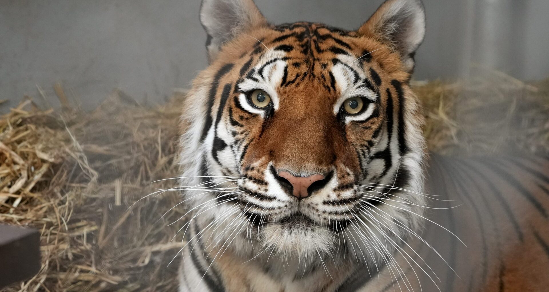 Rescued tiger Sitara finds permanent home at Oakland Zoo
