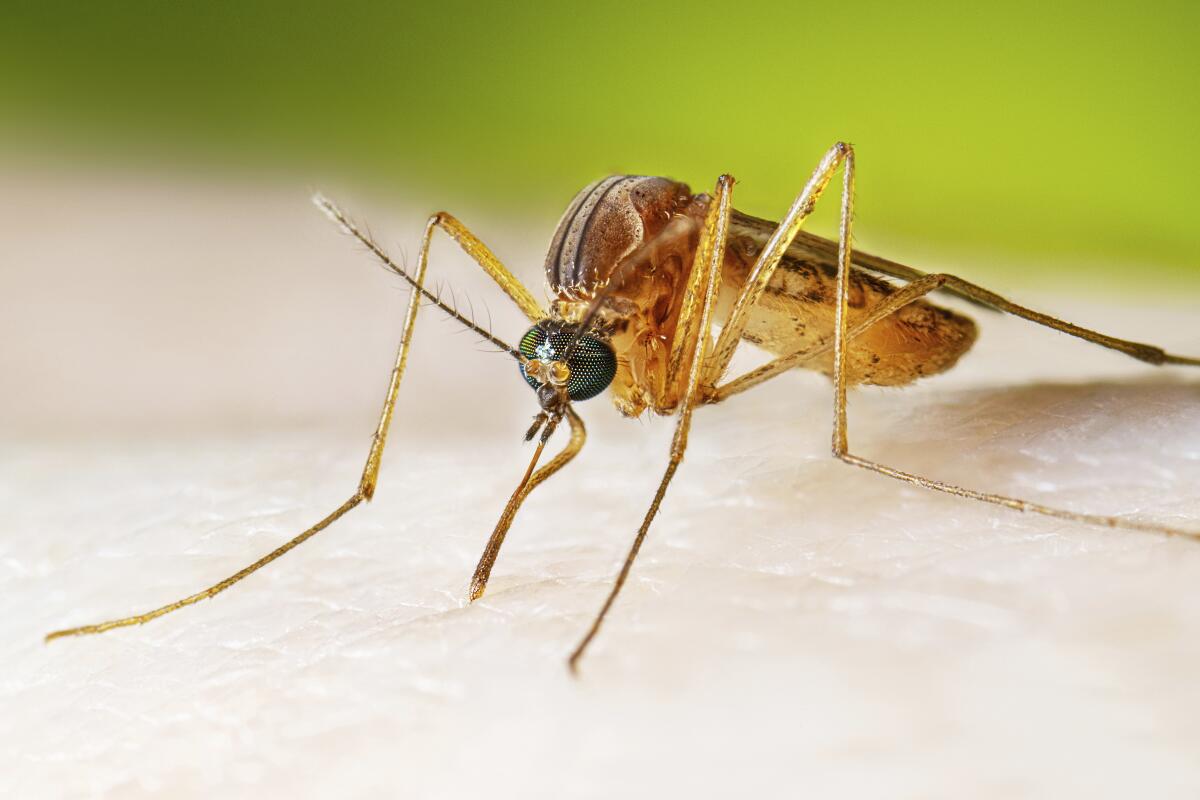 In this photo provided by the U.S. Centers for Disease Control and Prevention, a female Culex quinquefasciatus mosquito.