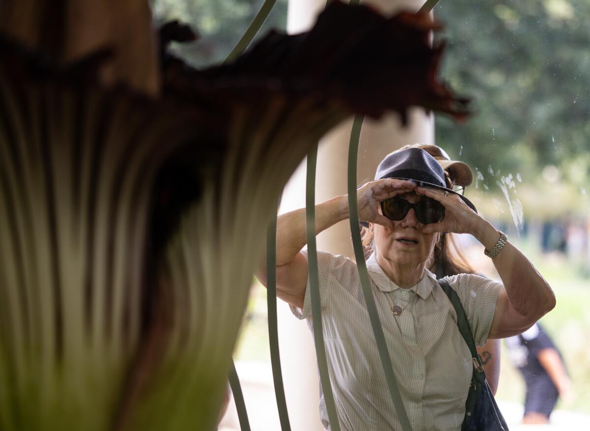 A woman peers through the window at the corpse flowers bloom at The Huntington Gardens