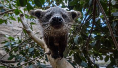 For the first time in more than 25 years, the San Diego Zoo has baby binturongs – The Press Democrat
