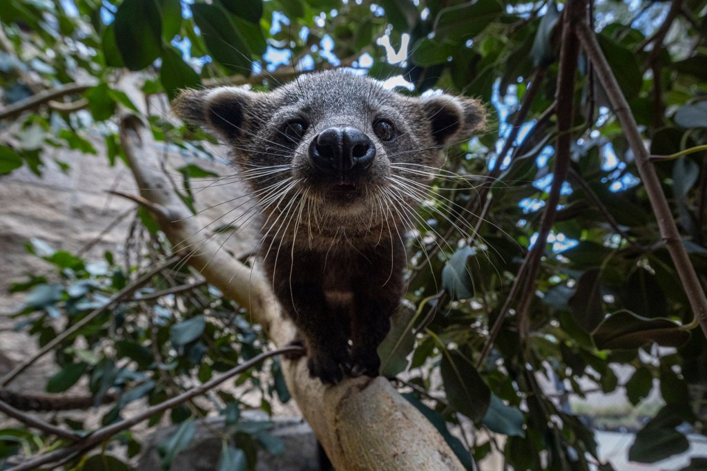 For the first time in more than 25 years, the San Diego Zoo has baby binturongs – The Press Democrat
