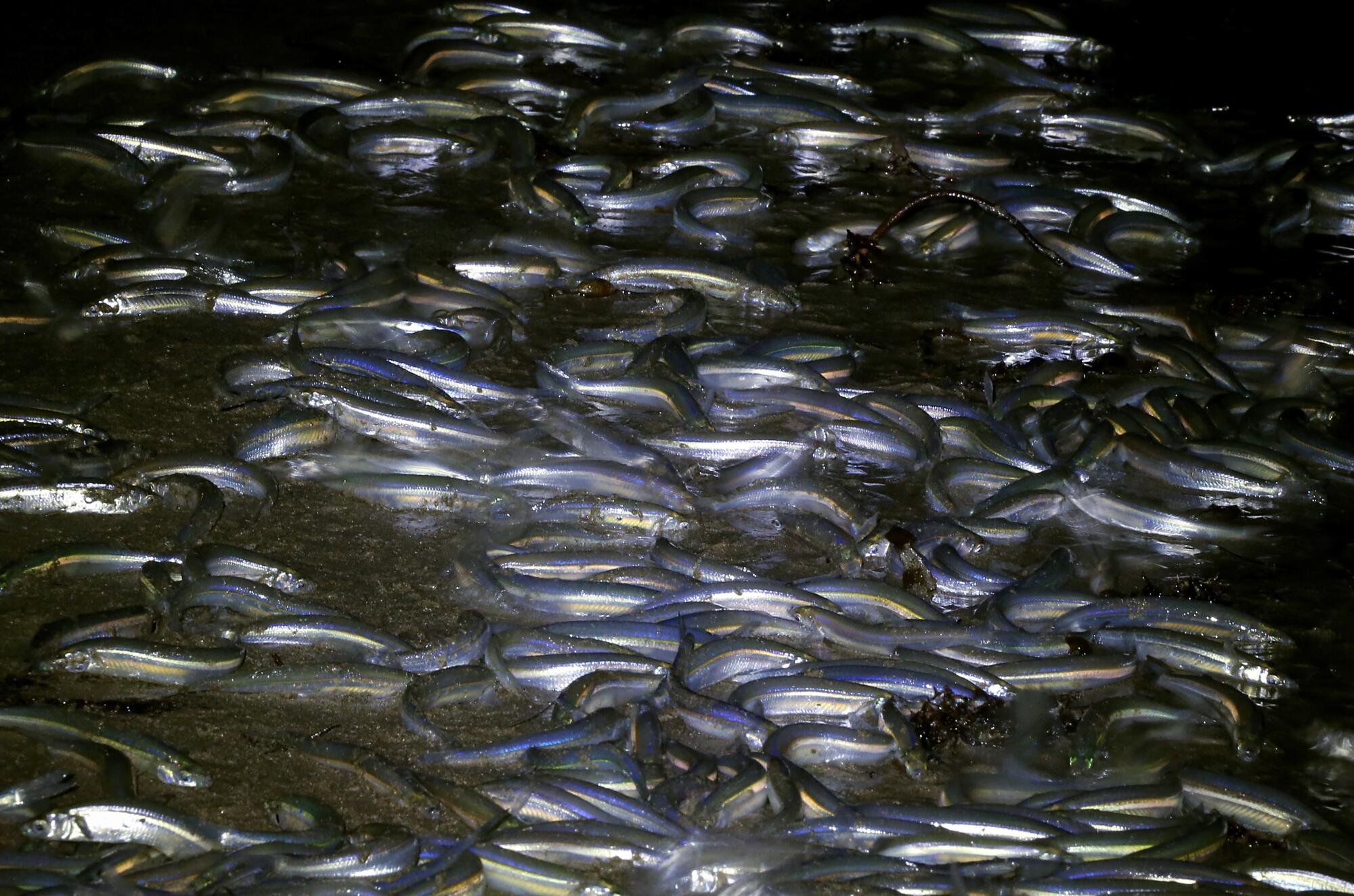 Grunion mate on Cabrillo Beach in San Pedro on June 5, 2023.