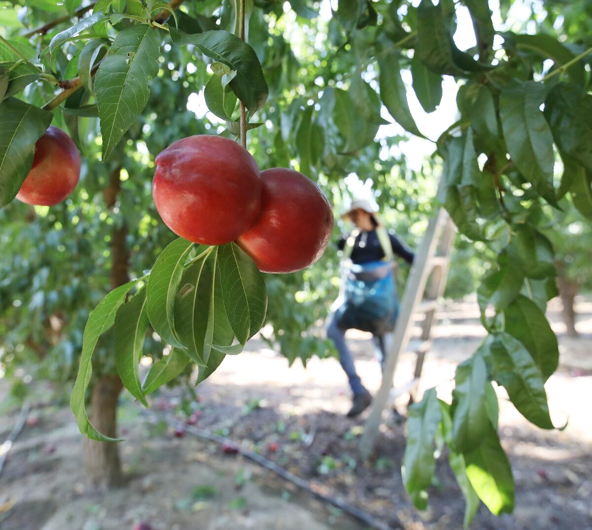 Alonzo Madera picks fruit to be given away at the farm of Cesar Mora in the Central Valley.