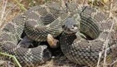 CA rattlesnakes: Which animals hunt, eat venomous snakes?