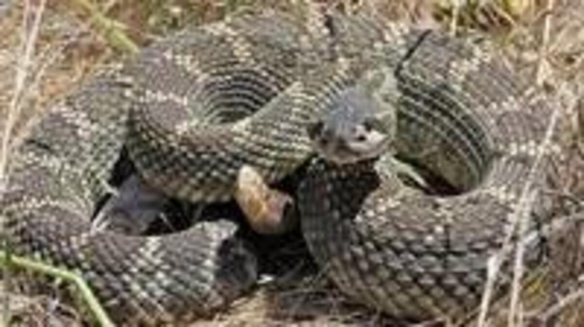 CA rattlesnakes: Which animals hunt, eat venomous snakes?