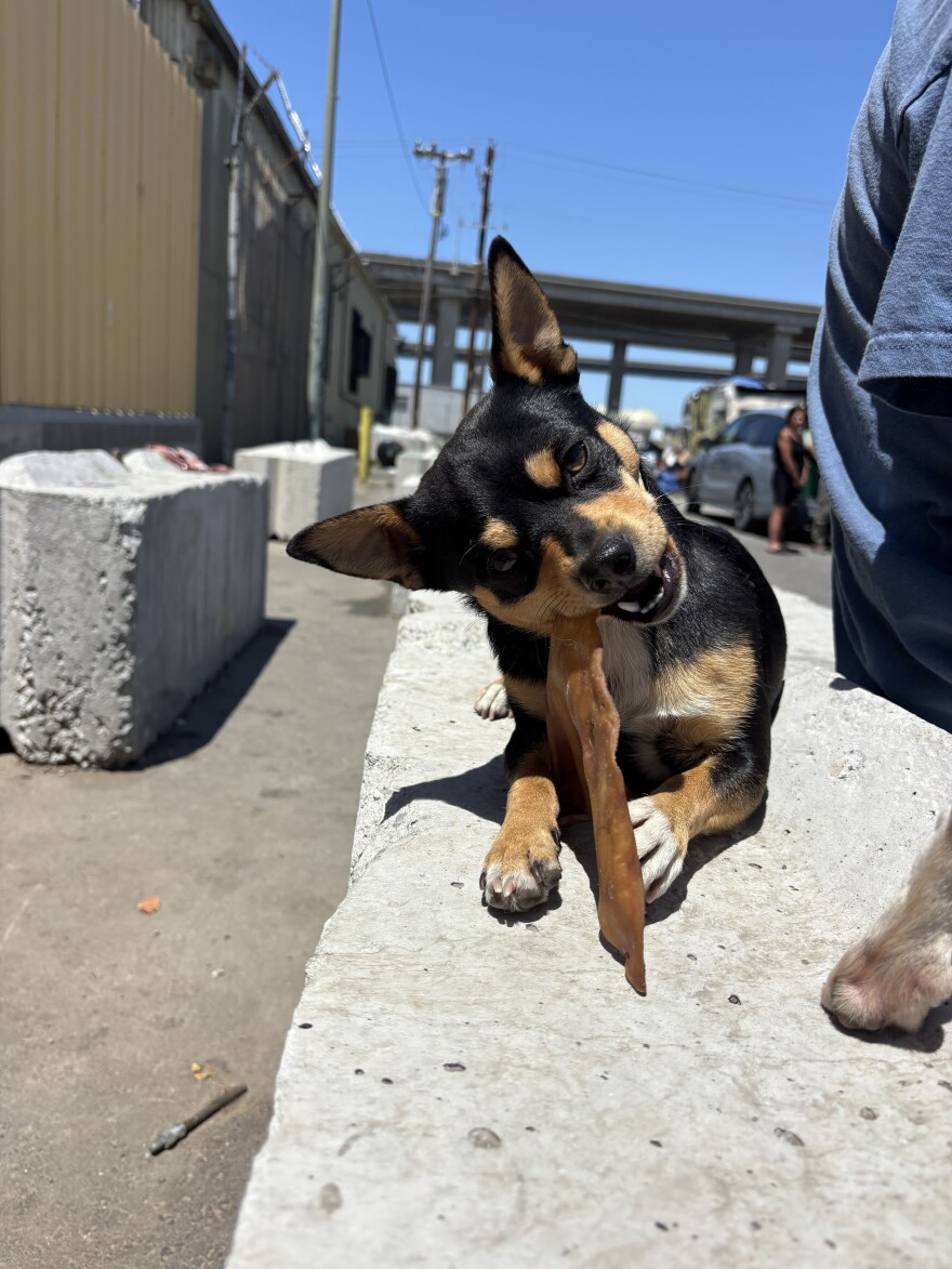 Little Bit takes down a pig's ear on 26th Street in Oakland.