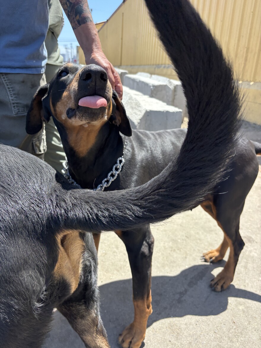 Meg gives one of Tommy's dobermans a scratch.