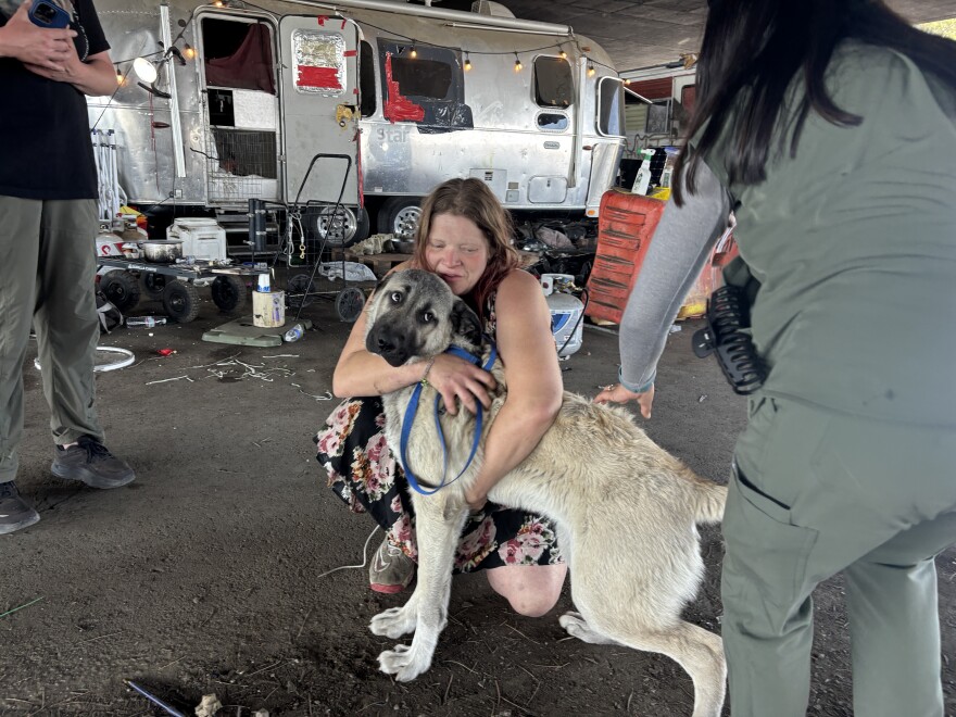 Star holds Chloe, the Anatolian Shepherd, while Jocelyn gives her a vaccine.