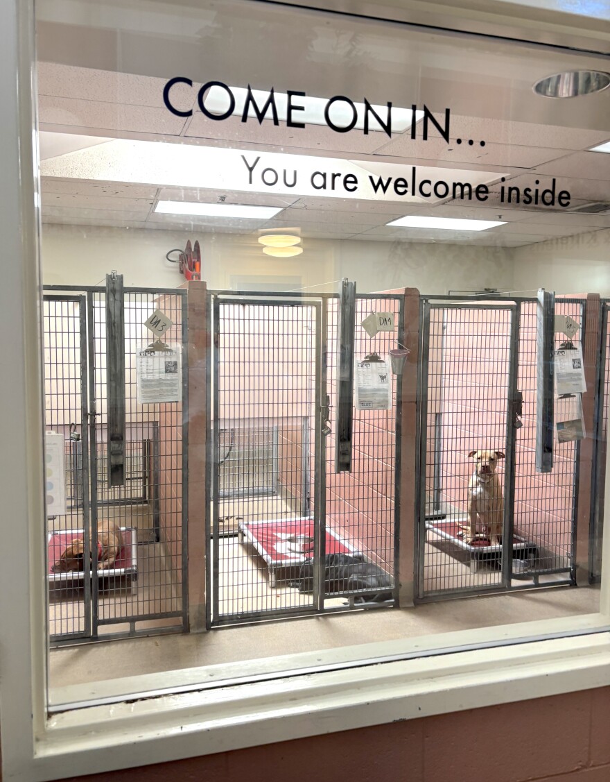 Oakland Animal Services is the city's only open-admissions municipal shelter. They shelter cats, dogs, rabbits, pigeons, and a handful of other unlikely creatures.