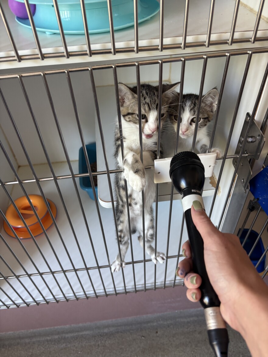 Oakland Animal Services gets hundreds of kittens in the summer — to encourage adopting in pairs, kittens are buy one get one free.
