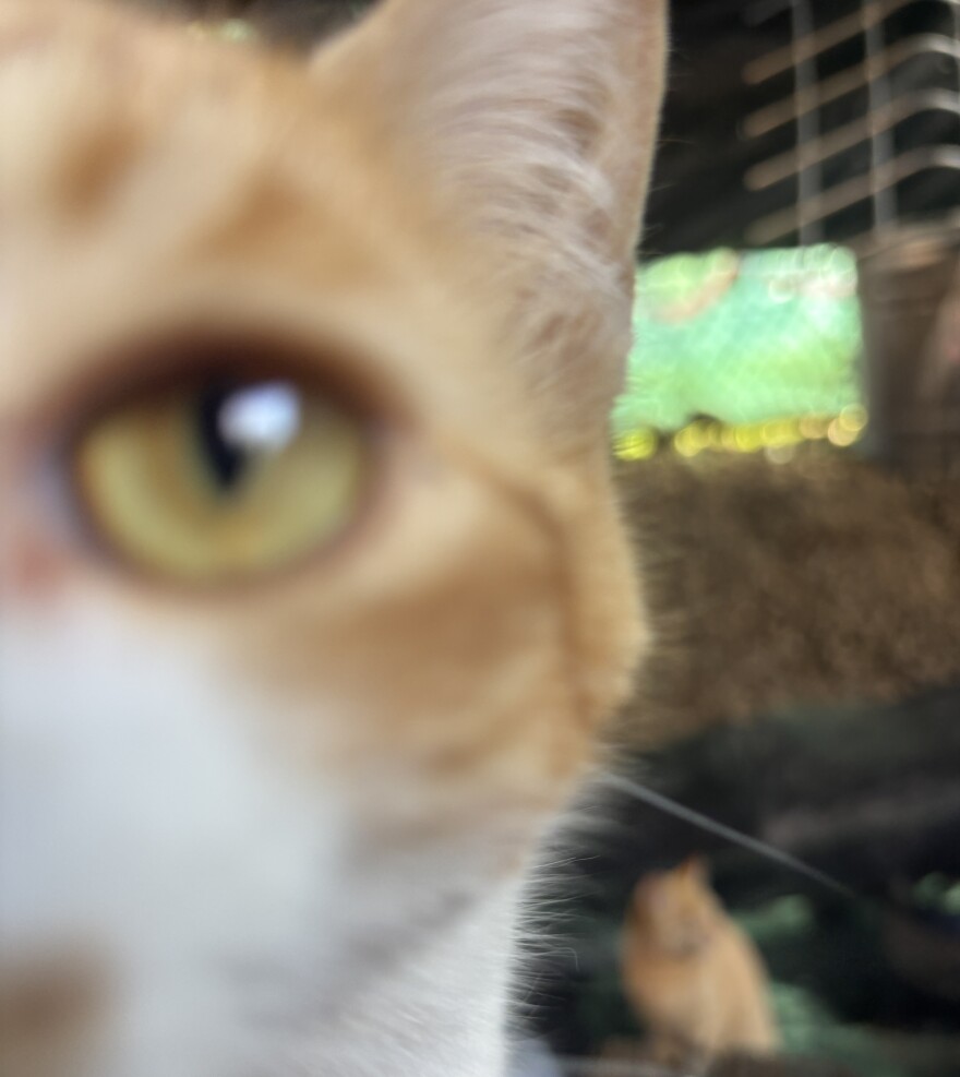 Bradford and Ophelia often care for curious cats in the neighborhood, who wander into their encampment and get comfortable there.