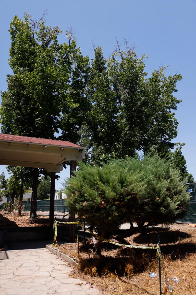 Trees set to be cut down stand at Muir High School