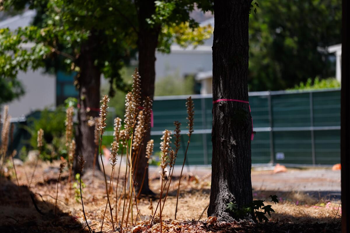 Trees marked to be cut down stand at Muir High School on Saturday in Pasadena.