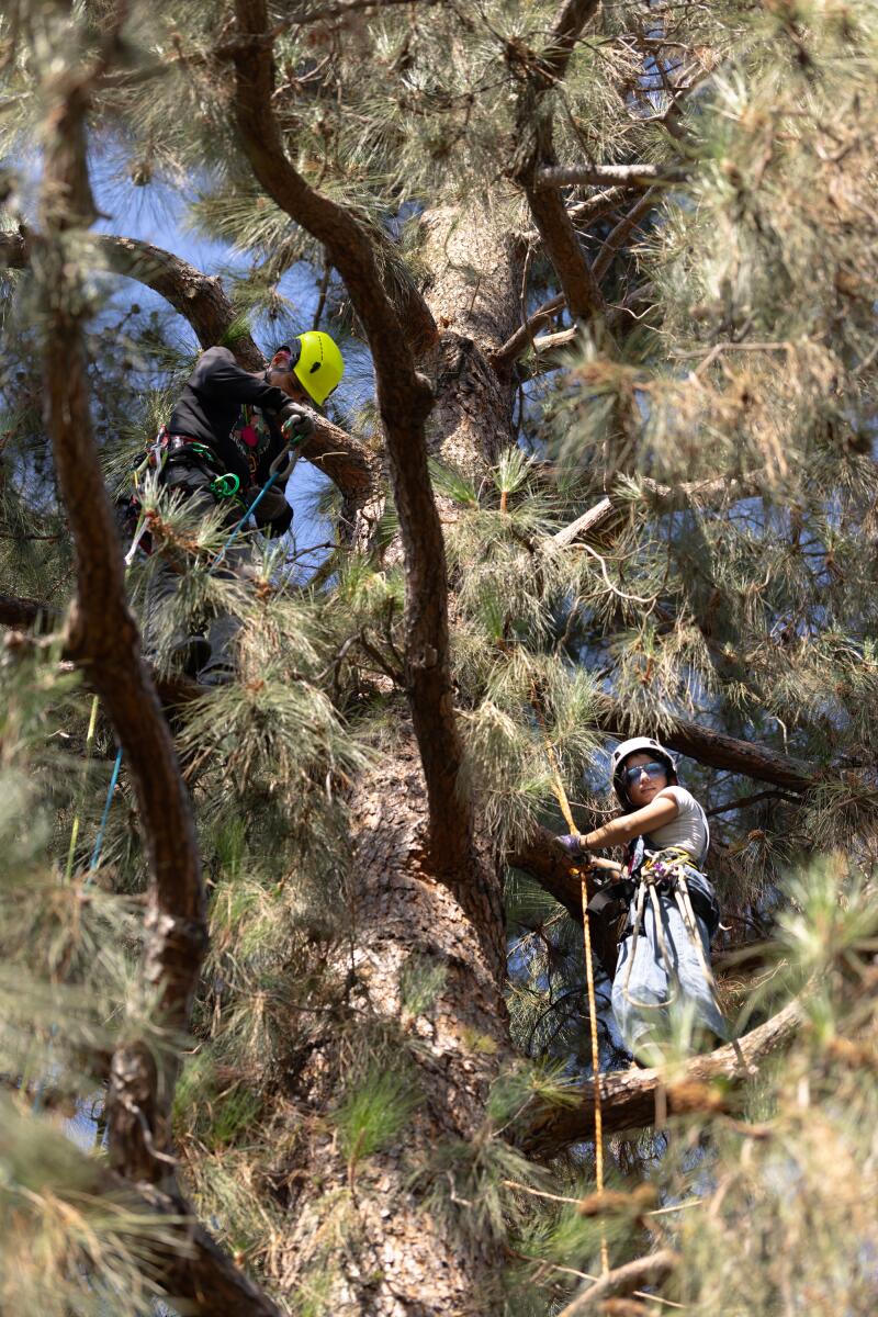 Teens climb a tree at a community event advocating against the Pasadena School District