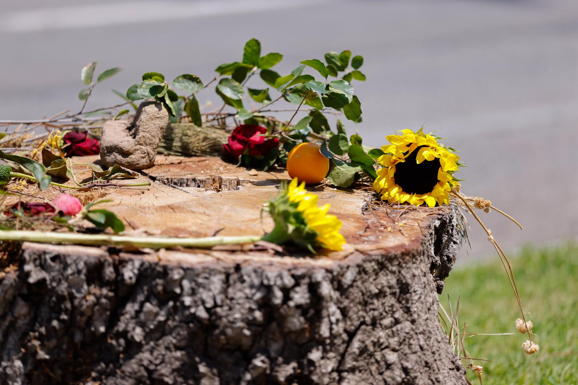 Flowers and other placed by citizens who protest the removal of trees decorate a tree stump