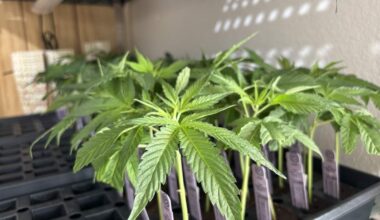 CA State Fair cannabis area hit milestone anniversary in 2026