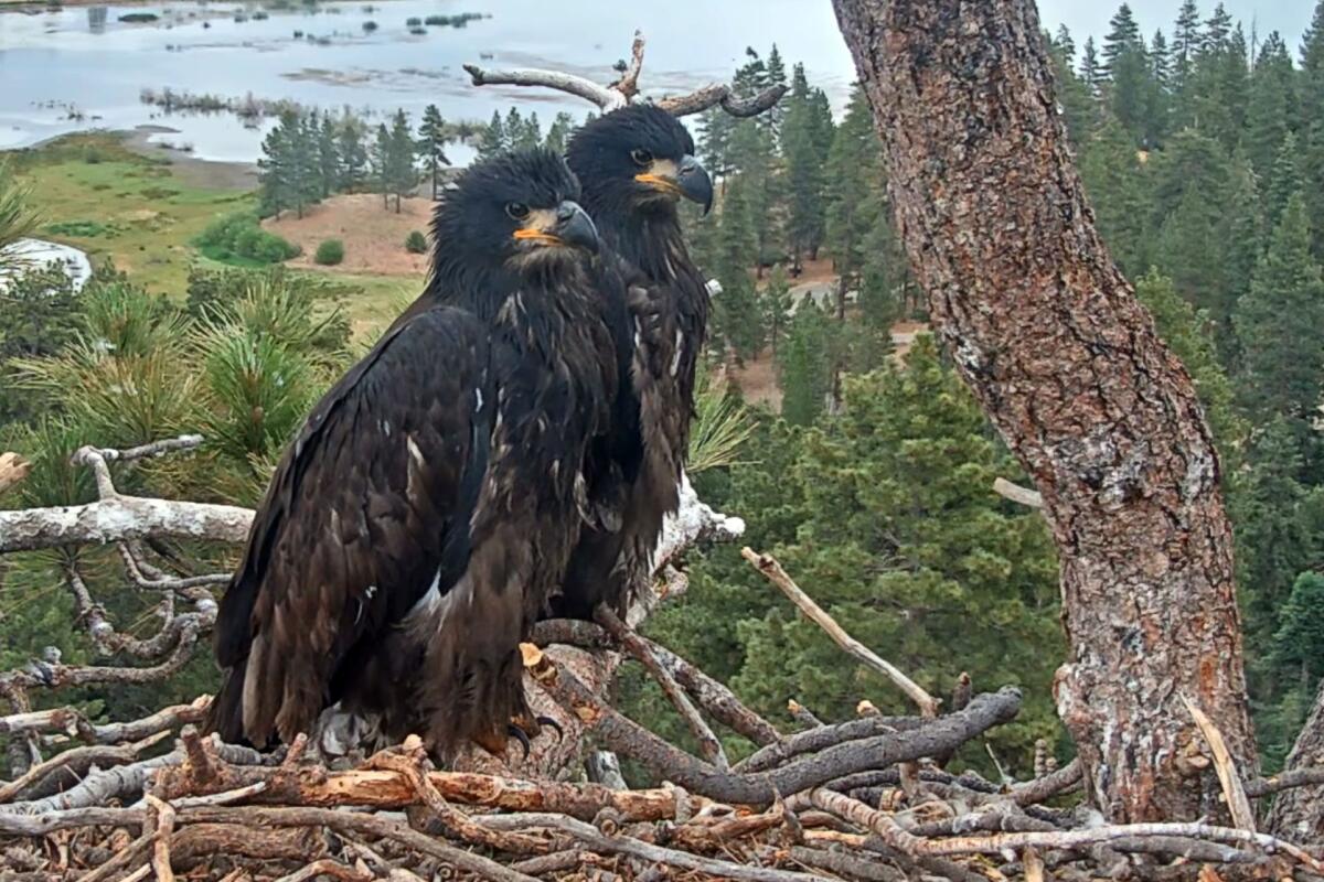 Sandy and Luna perch aside their nest on June 23.
