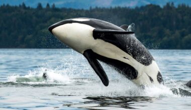 California is weighing state endangered-species protections for southern resident killer whales, a population of just over 70 animals threatened by noise, pollution and falling salmon prey