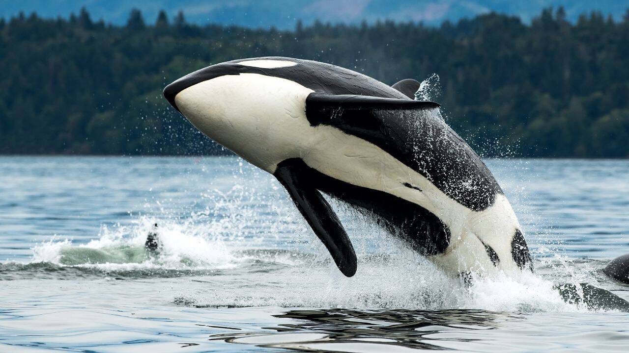 California is weighing state endangered-species protections for southern resident killer whales, a population of just over 70 animals threatened by noise, pollution and falling salmon prey