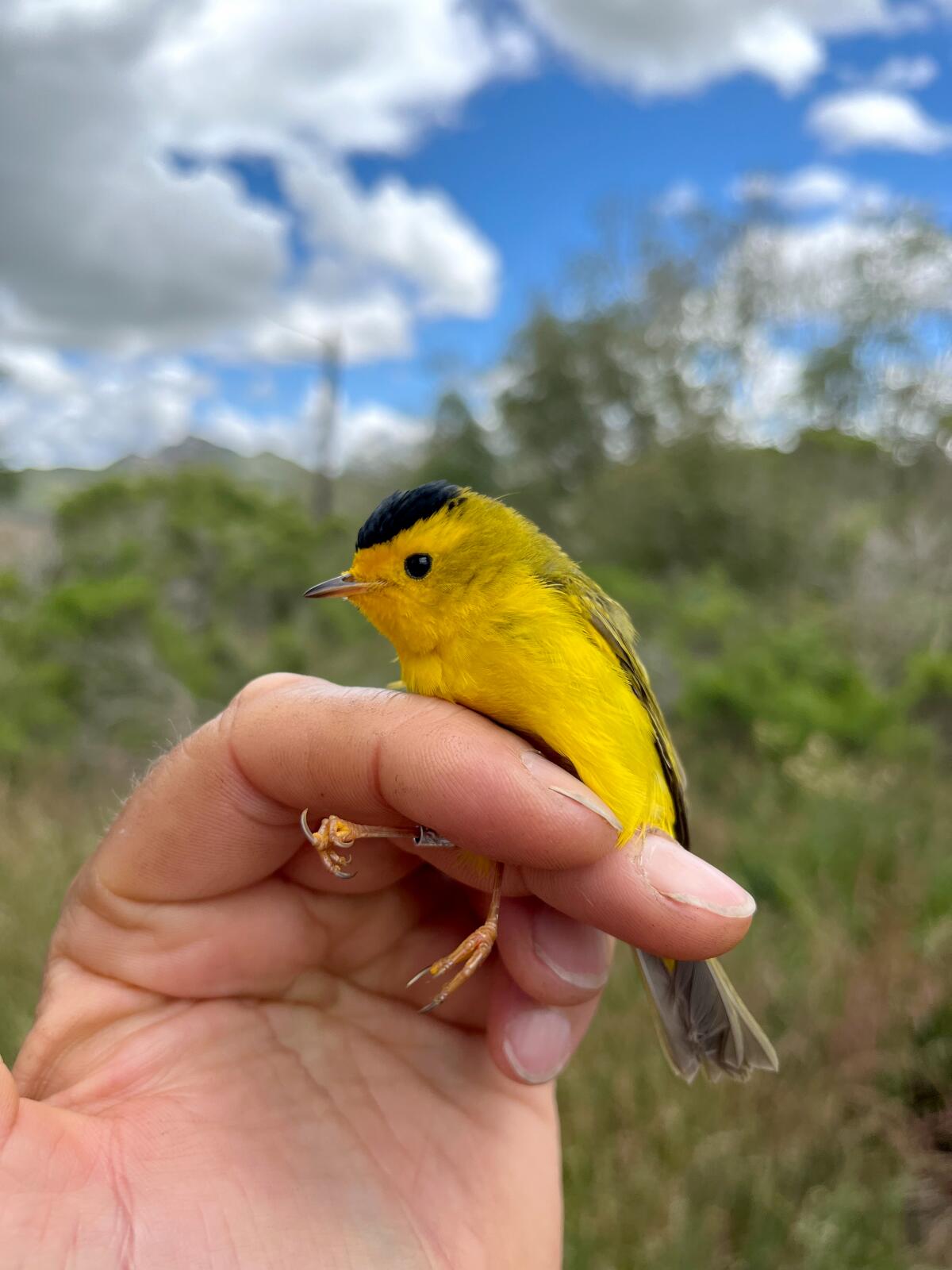 Wilson's warbler.