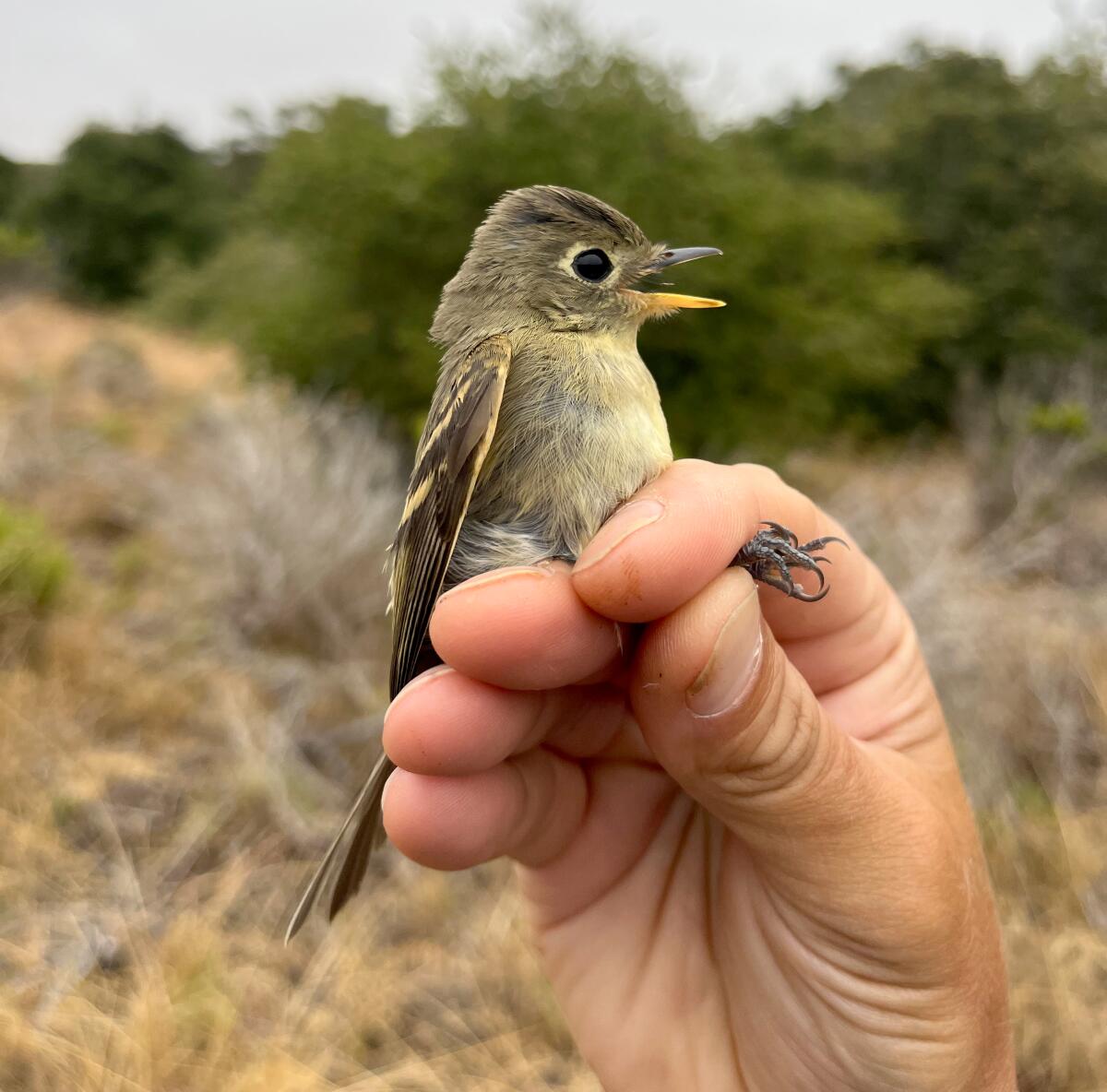 Western flycatcher.