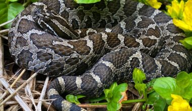 Eastern massasauga rattlesnake bite hospitalizes Oakland County man