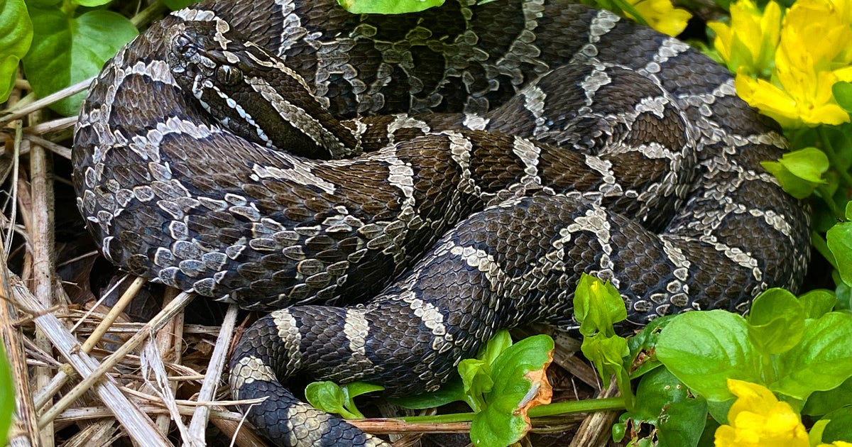 Eastern massasauga rattlesnake bite hospitalizes Oakland County man