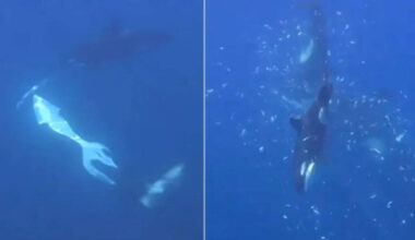 Orcas in the Gulf of California were filmed using a coordinated ramming technique that made a giant sunfish break into thousands of pieces, possibly to help a juvenile feed