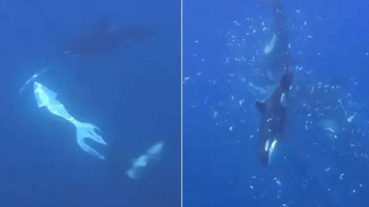 Orcas in the Gulf of California were filmed using a coordinated ramming technique that made a giant sunfish break into thousands of pieces, possibly to help a juvenile feed