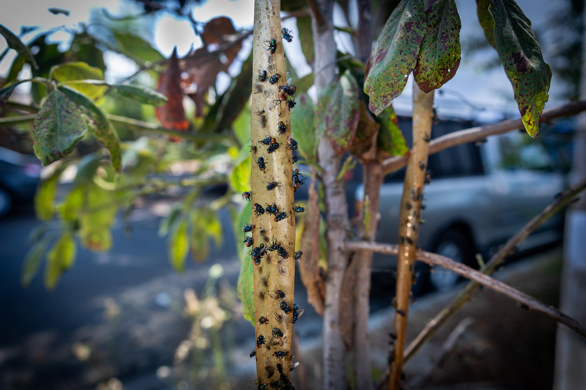 Residents near the Lineage warehouse in Boyle Heights are dealing with fly infestations in their homes.