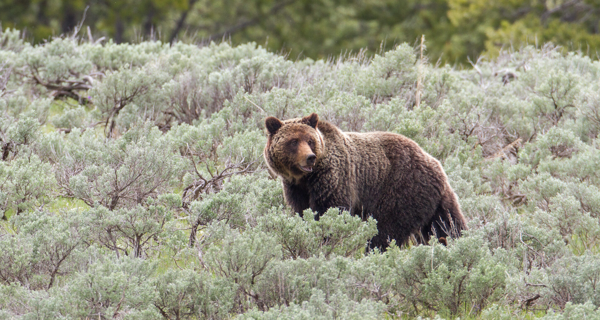 Should grizzly bears roam California again?