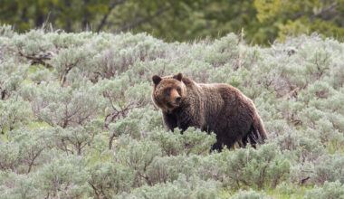 Should grizzly bears roam California again?