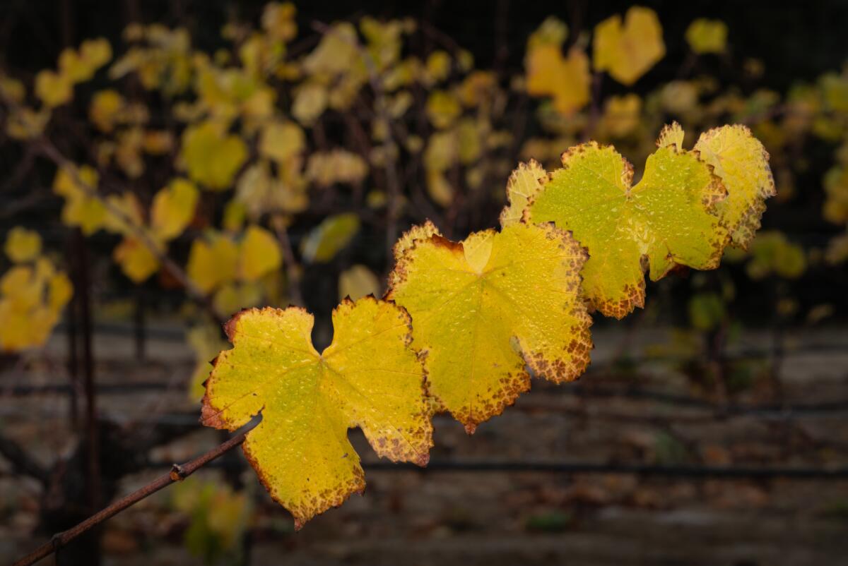 Close-up of yellow grape leaves, some with reddish edges and faint shades of green