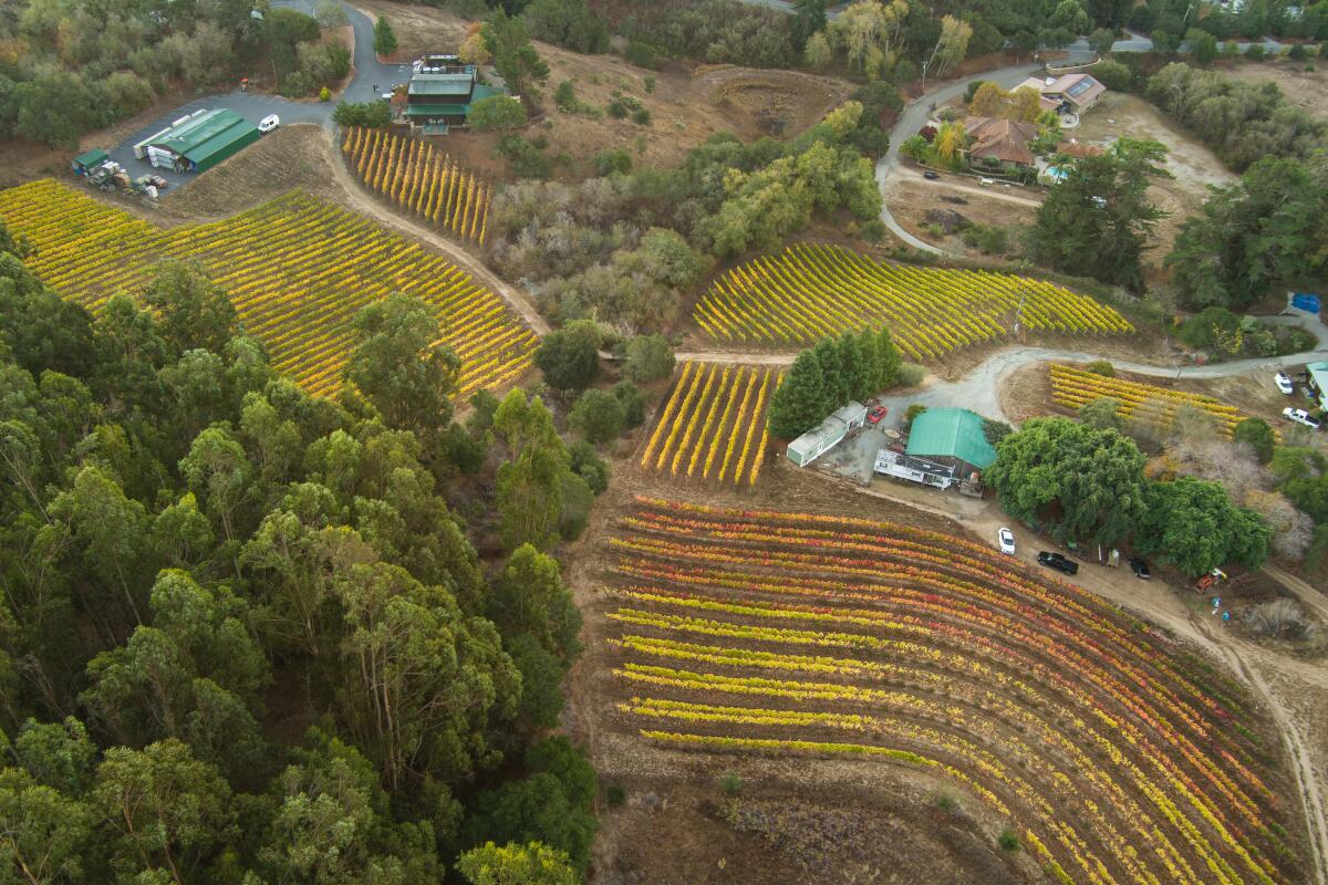 Aerial view of vineyards dotting the hillsides in Watsonville.