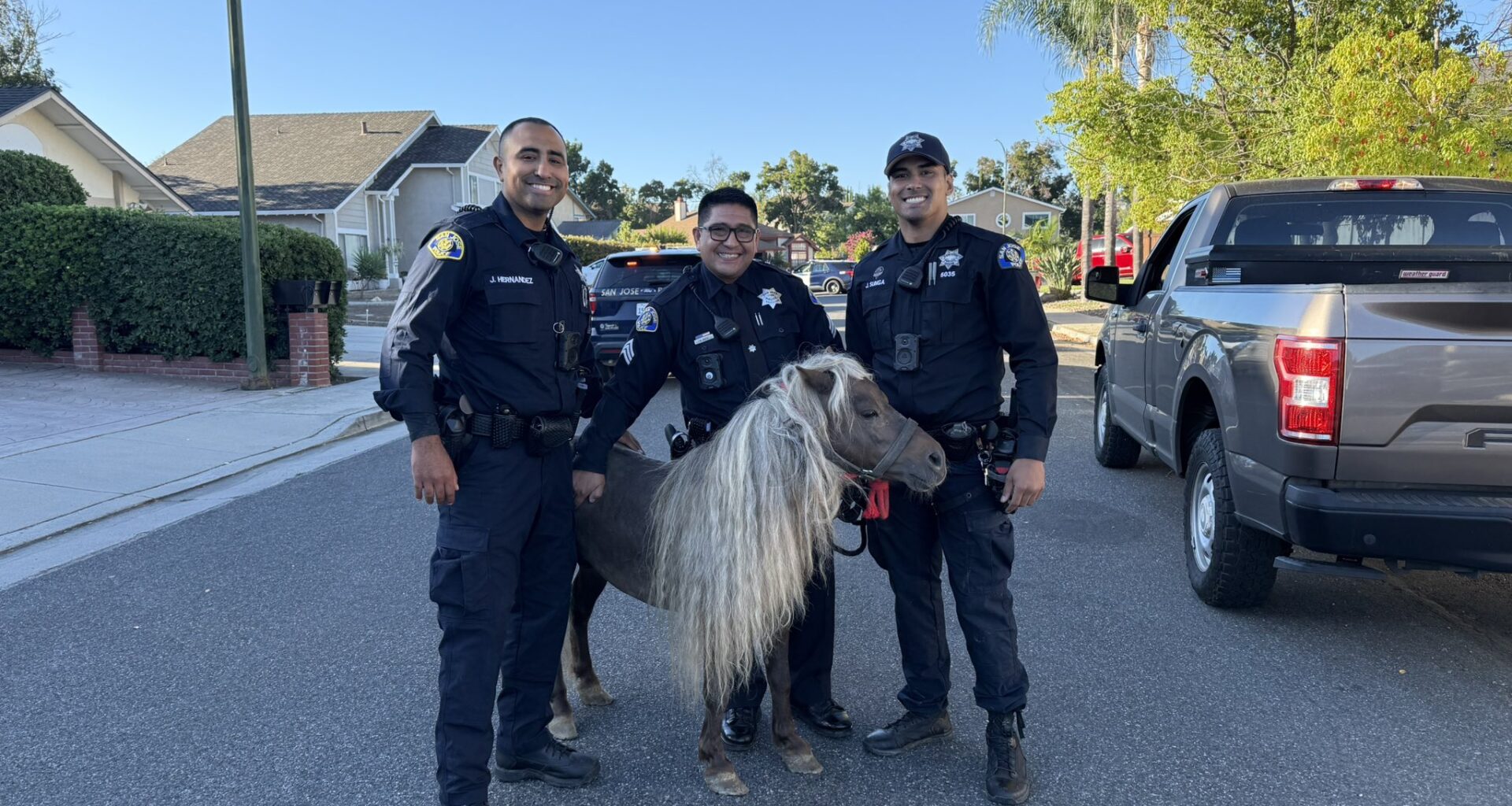 San Jose police wrangle loose pony after equine escapade in Evergreen – The Mercury News