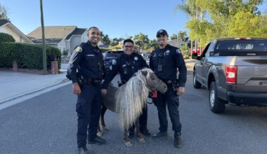 San Jose police wrangle loose pony after equine escapade in Evergreen – The Mercury News