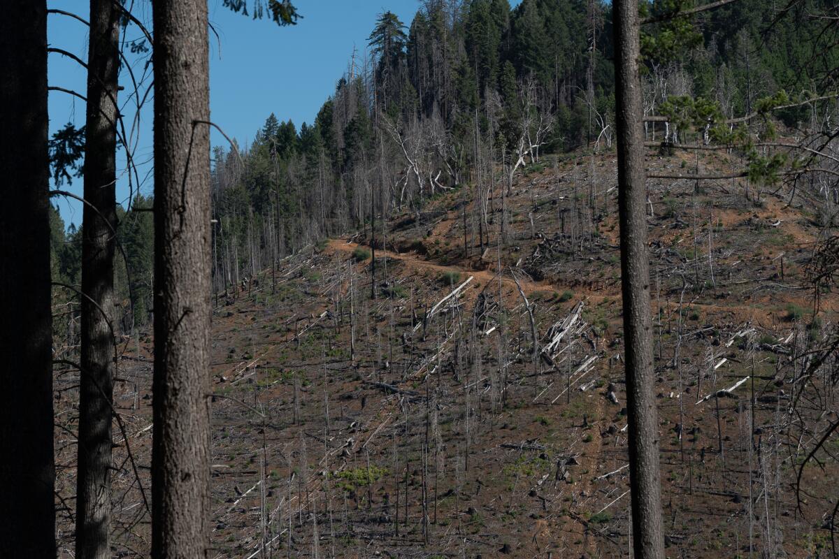 A dirt road crosses a hillside of dead, burned trees.