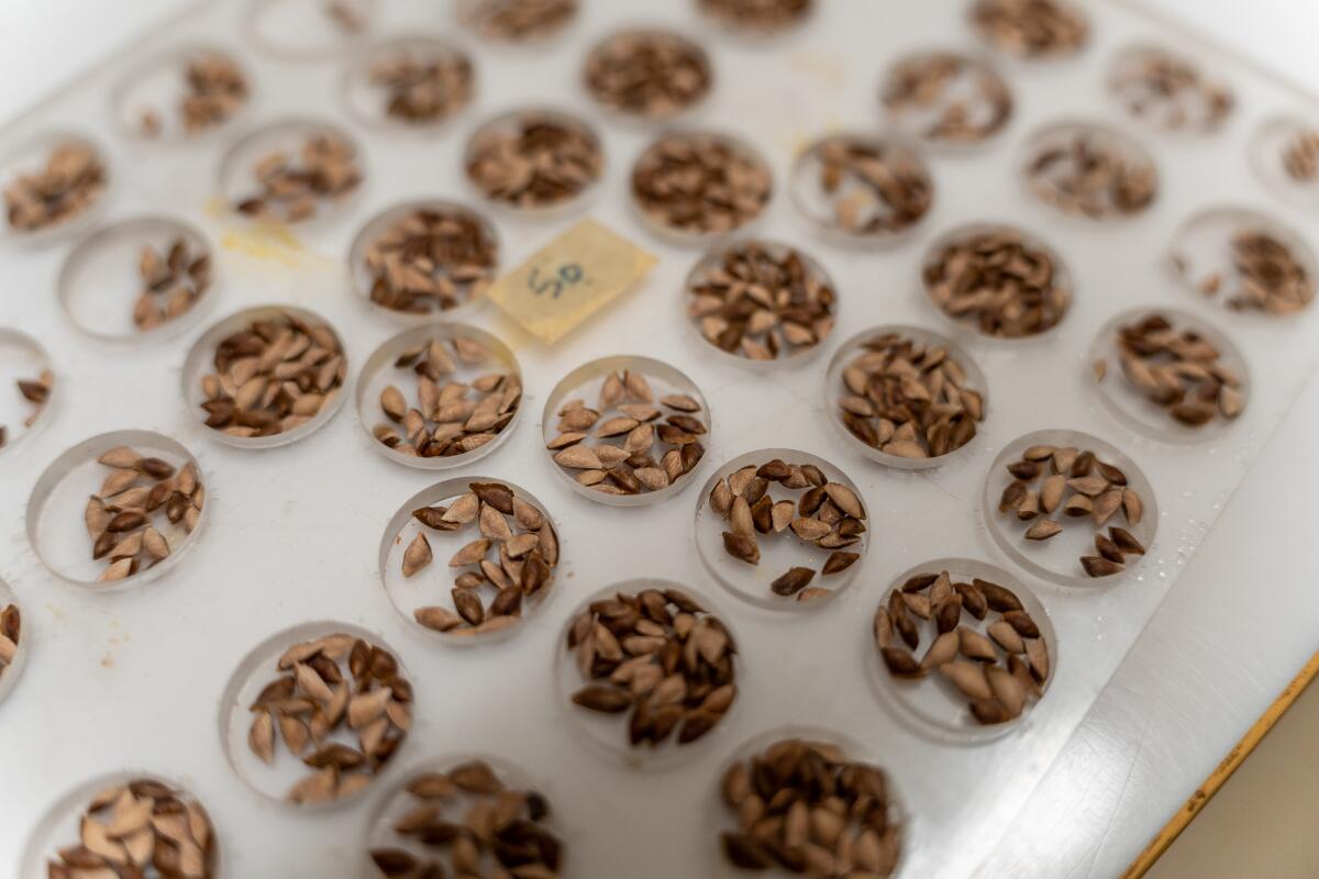 Clusters of seeds are in small circular grooves in a plastic sheet.