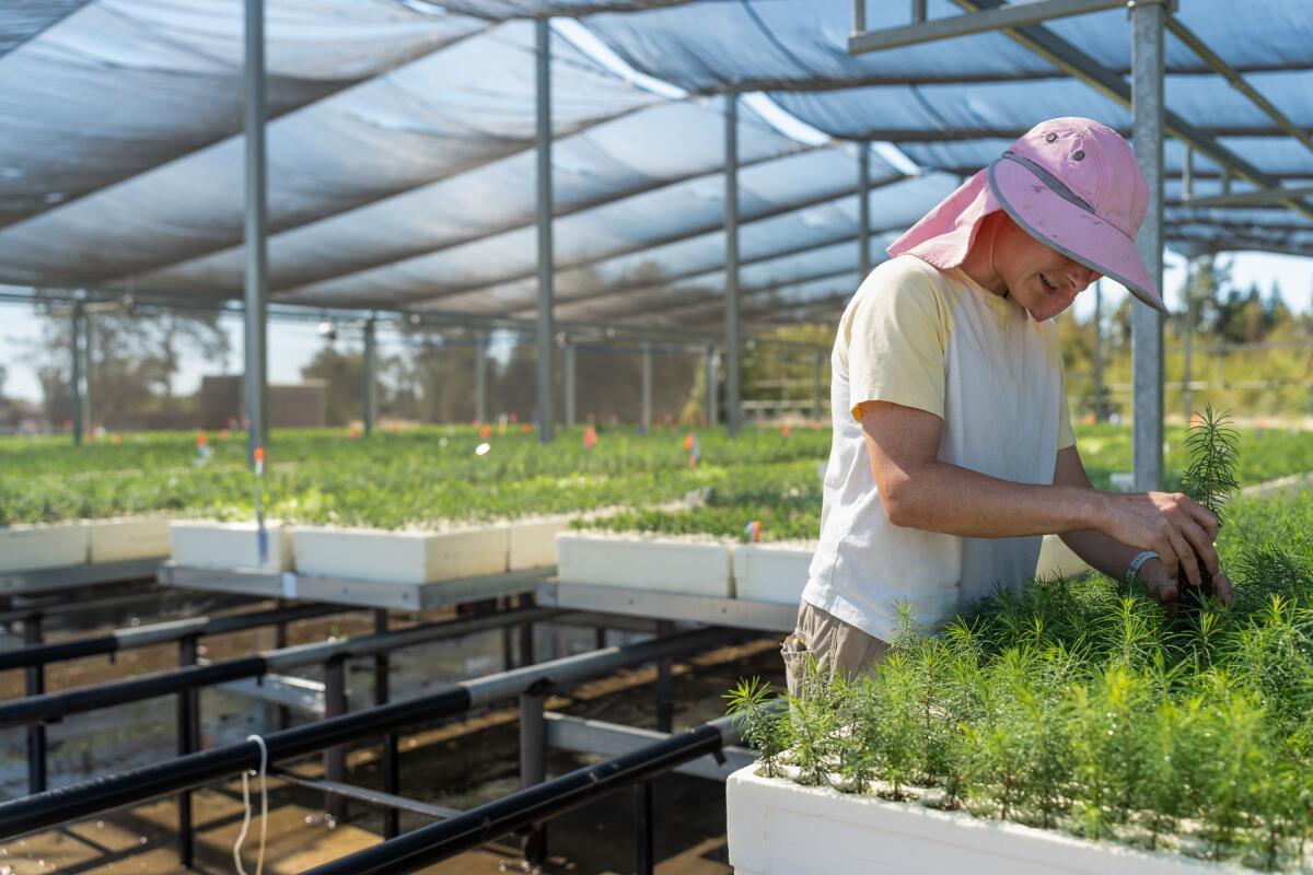 A woman checks on the roots of small pine seedlings in a plant nursery.