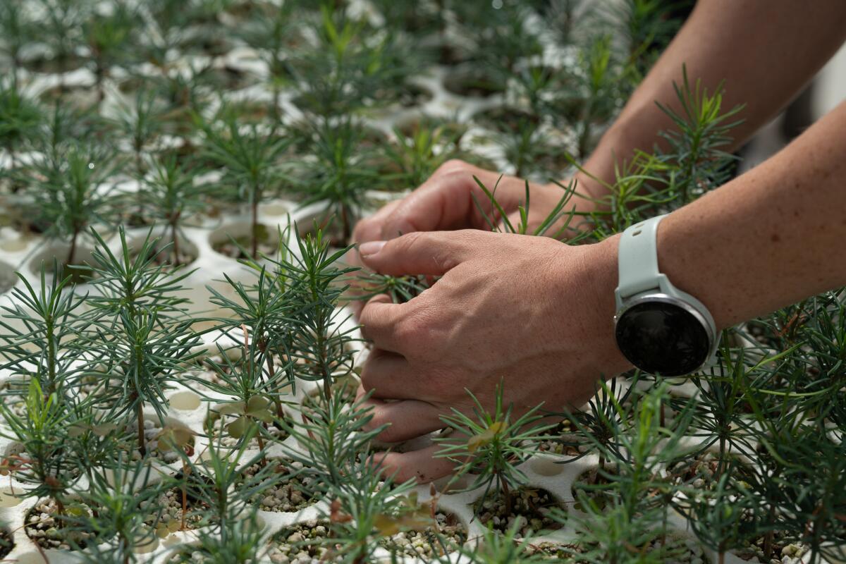 Someone's hands weed around a baby pine tree in a greenhouse.