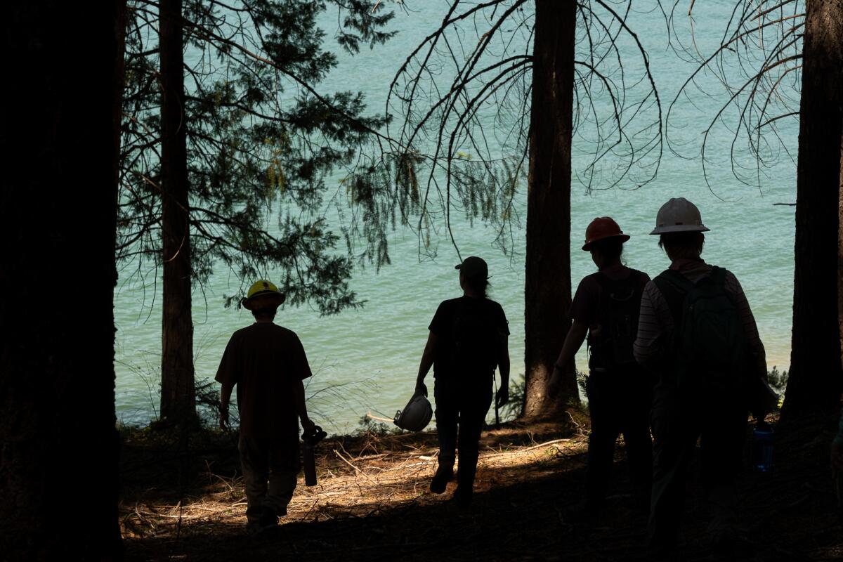 A silhouette of people in hard work hats walking through a forest.
